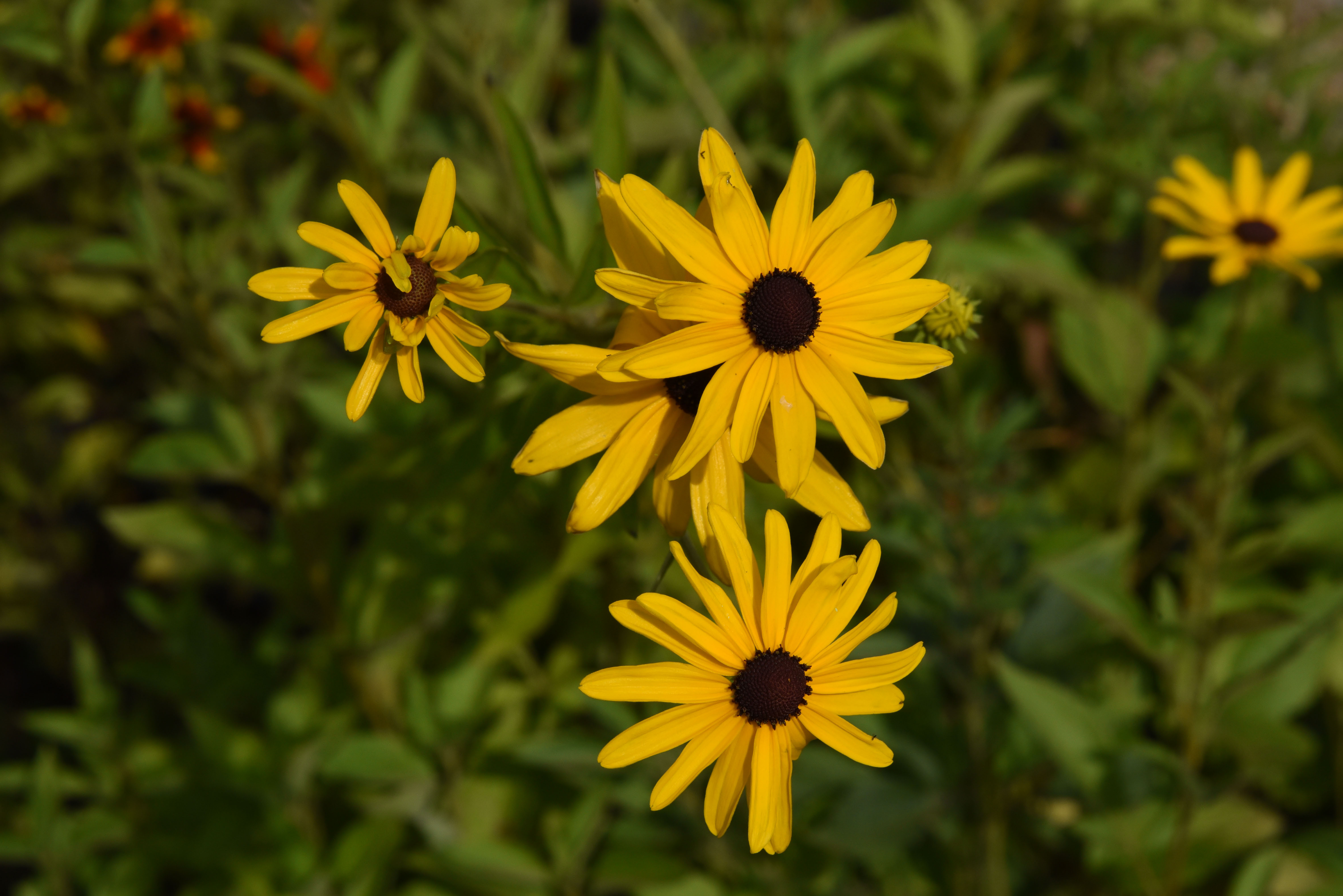 Rudbeckia fulgida var. speciosa bestellen